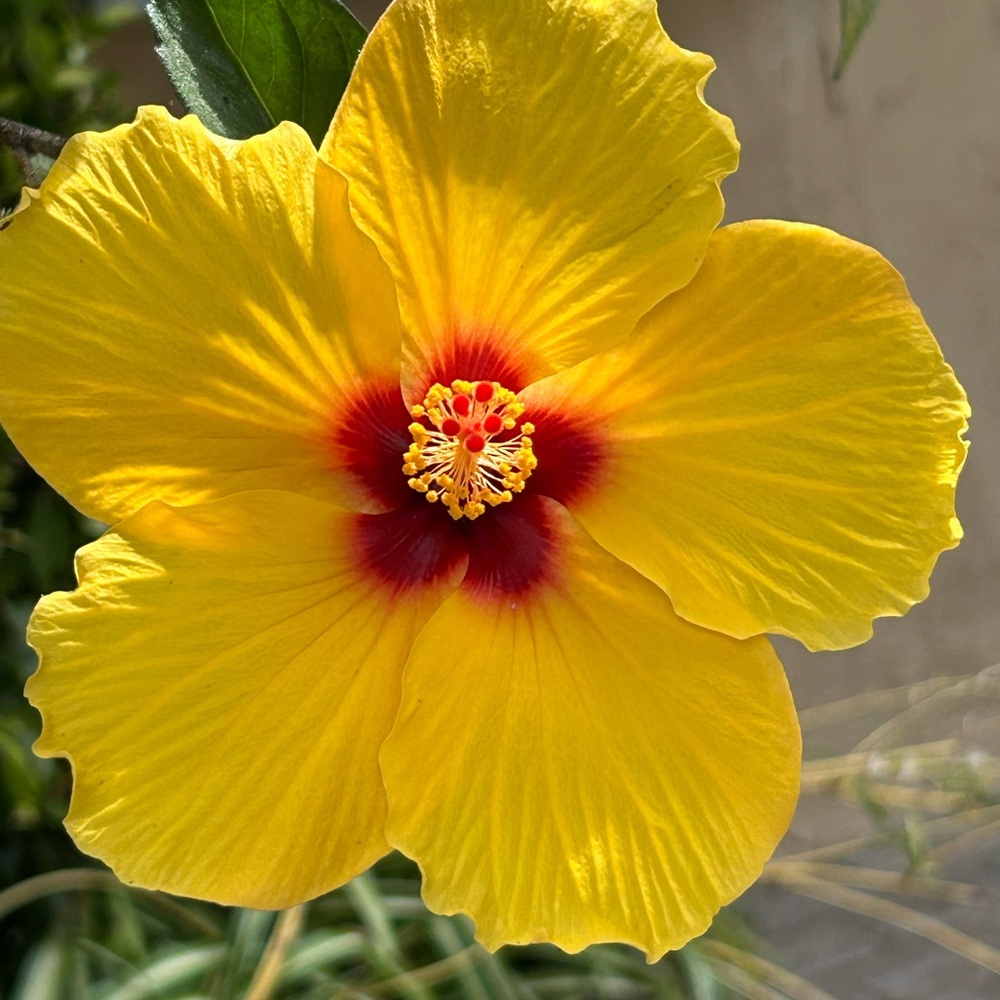 Meet your Posher, KiyoShop